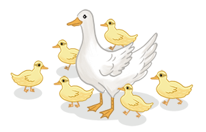 ducks